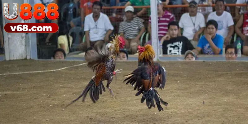 Đá gà cựa dao với hàng loạt chiến kê nổi danh, chất lượng 