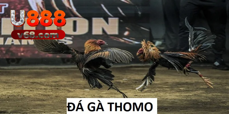 đá gà thomo u888