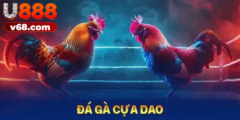 Quy tắc diễn ra ván thi đấu cựa dao dành cho tân binh 